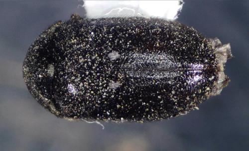 Attagenus pellio